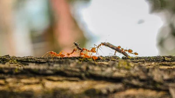 Červení Mravenci Útočí Svou Kořist — Stock fotografie