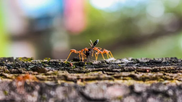 Rote Ameisen Greifen Ihre Beute — Stockfoto