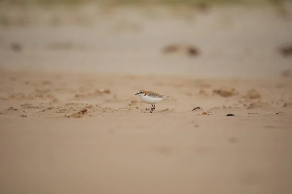 Red Capped Plover Foreshore — Stock Photo, Image