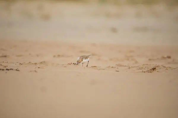 Red Capped Plover Foreshore — Stock Photo, Image