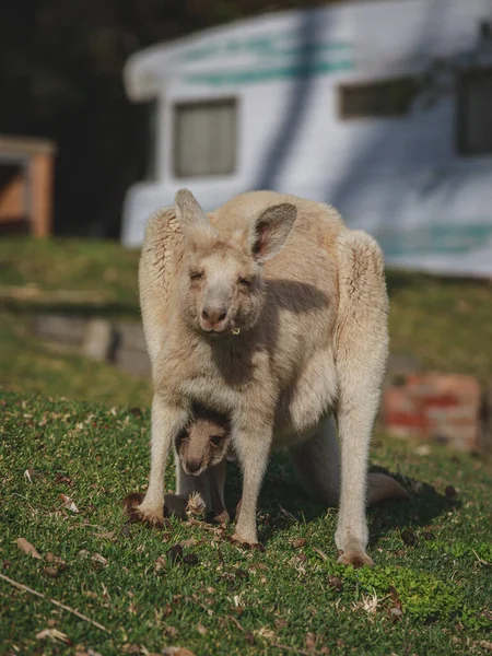 White Kangaroo Grazing Her Joey — Stock fotografie