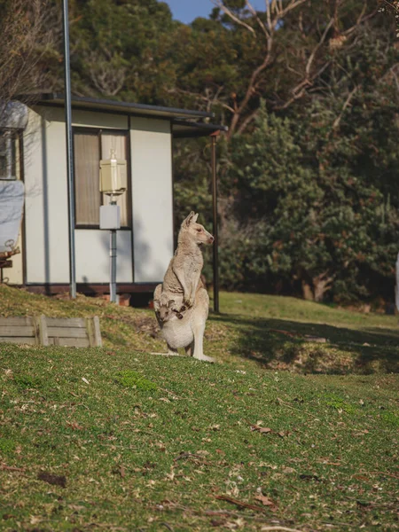 White Kangaroo Grazing Her Joey — ストック写真