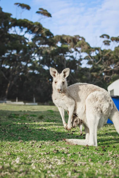 White Kangaroo Grazing Her Joey — Stockfoto