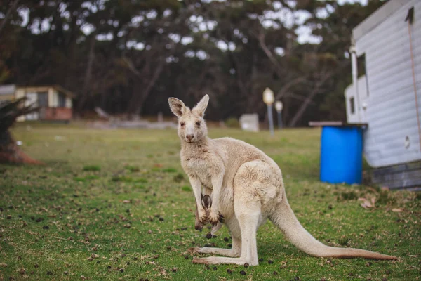White Kangaroo Grazing Her Joey — Foto de Stock