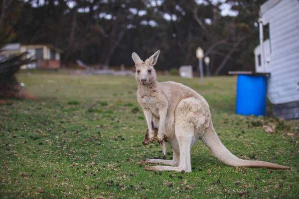 White Kangaroo Grazing Her Joey — Foto Stock