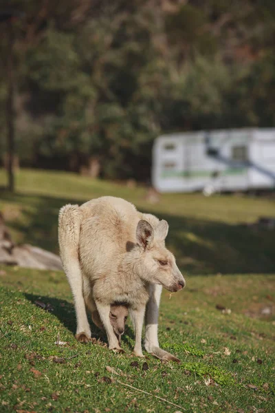 White Kangaroo Grazing Her Joey — Stock Photo, Image