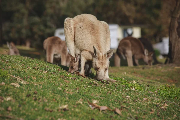 White Kangaroo Grazing Her Joey — Stockfoto