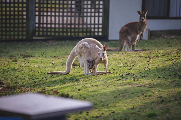 White Kangaroo Grazing Her Joey — Fotografia de Stock