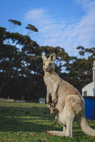 White Kangaroo Grazing Her Joey — Photo