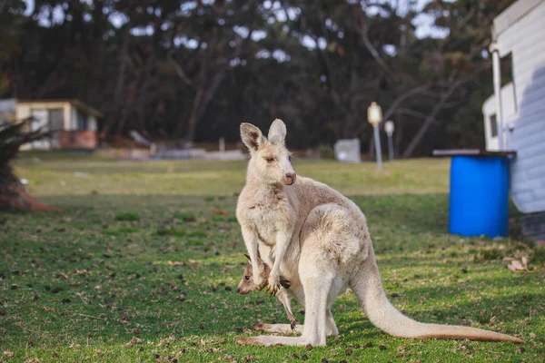 White Kangaroo Grazing Her Joey — Stok fotoğraf