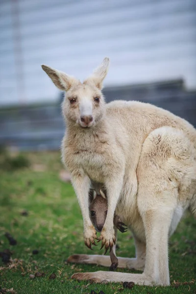 White Kangaroo Grazing Her Joey — Foto Stock