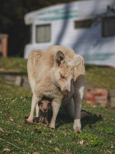 White Kangaroo Grazing Her Joey — ストック写真