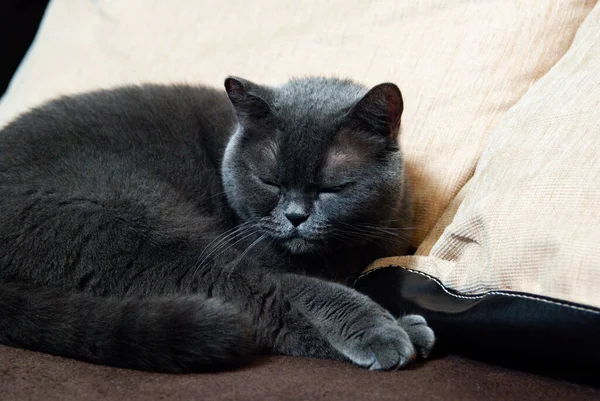 Сірий Кіт Британської Або Шотландської Породи Лежить Ліжку — стокове фото