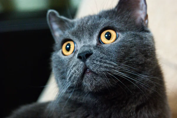 Egy Szürke Macska Ból Brit Vagy Skót Tenyészt Fekszik Ágyon — Stock Fotó