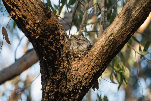 Tawny Frogmouth Nesting Top Its Chicks — Photo