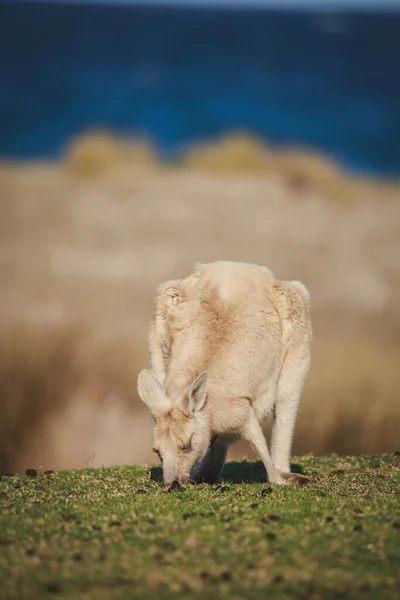 White Eastern Grey Kangaroo Caravan Park — Stock Fotó