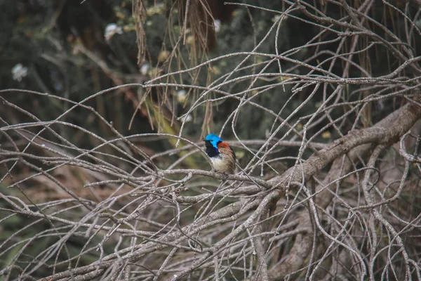 Różnorodny Ptak Płci Męskiej Fairy Wren — Zdjęcie stockowe