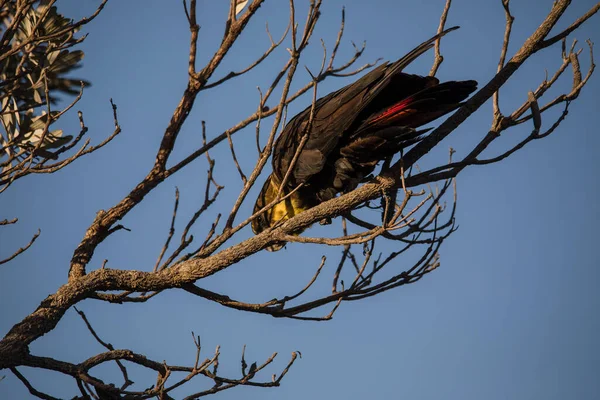 Vue Rapprochée Oiseau Dans Habitat Naturel — Photo