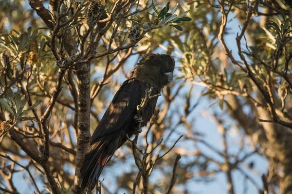 Θηλυκό Γυαλιστερό Μαύρο Παπαγάλο Κάθεται Ένα Δέντρο — Φωτογραφία Αρχείου