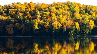 Sarı sonbahar park ağaçlarda 