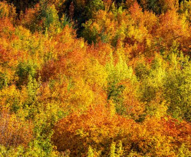 Sarı sonbahar park ağaçlarda 