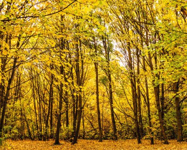 Sarı sonbahar park ağaçlarda 