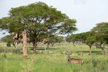 Defassa Waterbuck, Kobus defassa