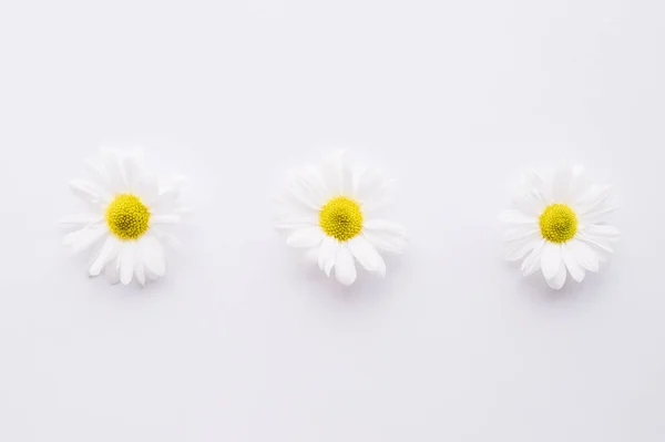 Jemné Heřmánkové Řady Krásné Květinové Pozadí — Stock fotografie