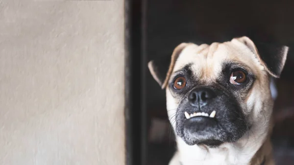 Portret Van Schattige Binnenlandse Hond Thuis — Stockfoto