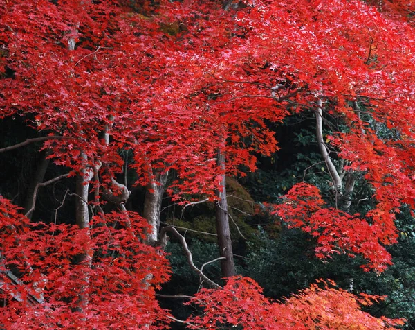 Żółte Drzewa Jesień Park — Zdjęcie stockowe