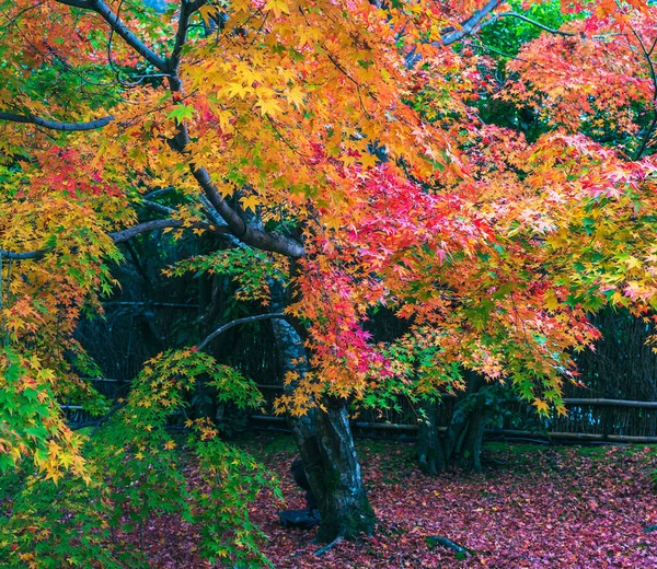 Gelbe Bäume Herbstpark — Stockfoto