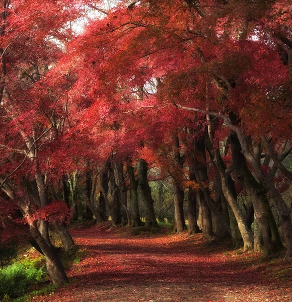 秋の公園で黄色の木 — ストック写真