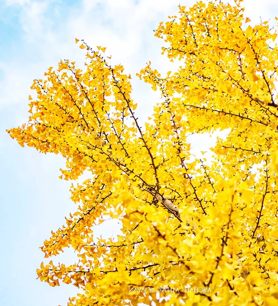 秋天公园的黄树 — 图库照片