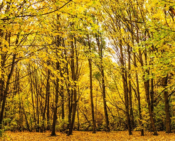Желтые Деревья Осеннем Парке — стоковое фото