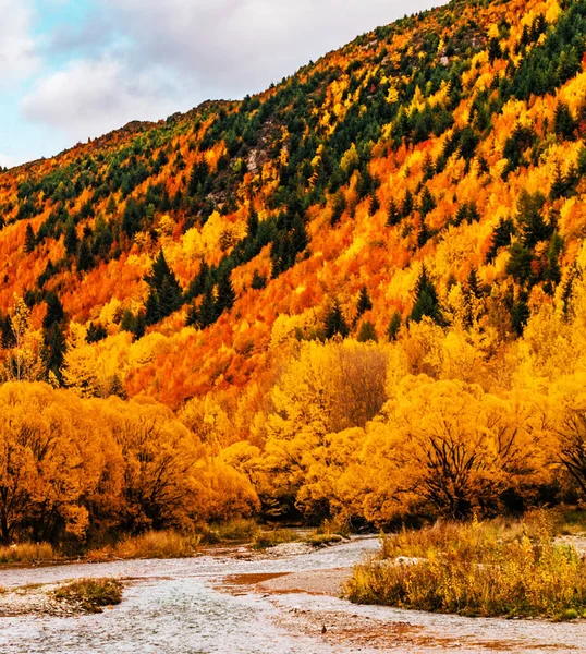 Yellow Trees Autumn Park — Stock Photo, Image