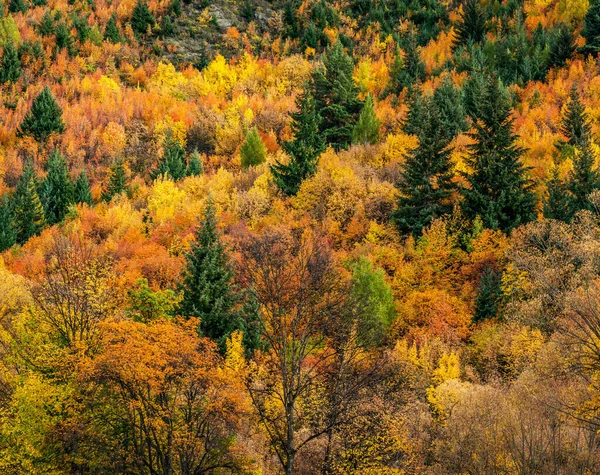 Árvores Amarelas Parque Outono — Fotografia de Stock