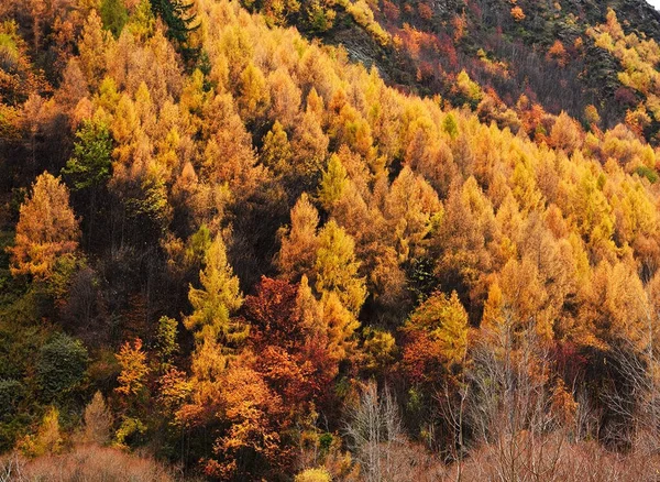 stock image Trees with bright colorful foliage during autumn season