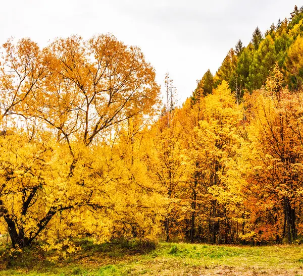 Sarı Sonbahar Park Ağaçlarda — Stok fotoğraf