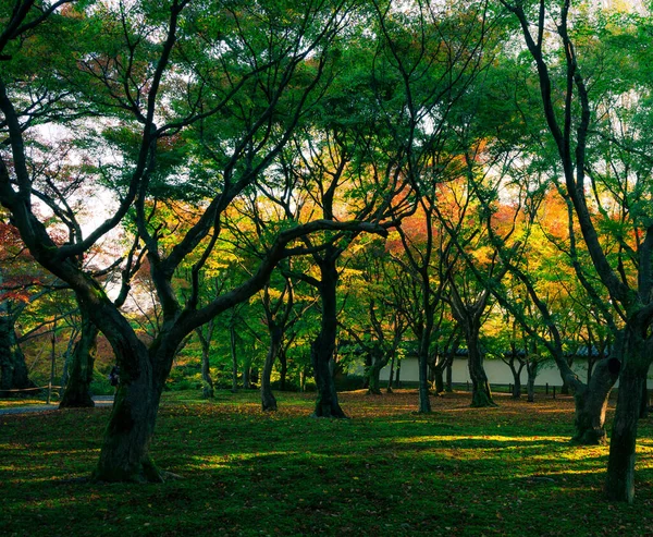 Žluté Stromy Podzim Park — Stock fotografie