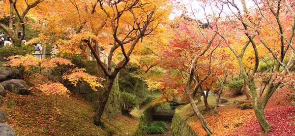 Желтые Деревья Осеннем Парке — стоковое фото