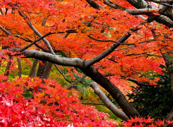 Gele Bomen Herfst Park — Stockfoto