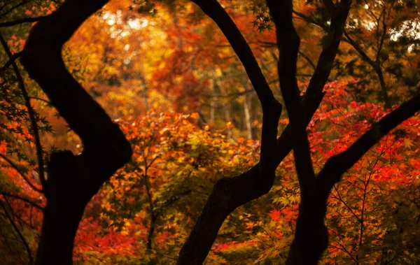 Κίτρινα Δέντρα Στο Πάρκο Φθινόπωρο — Φωτογραφία Αρχείου