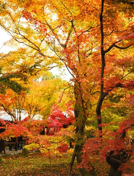 Gele Bomen Herfst Park — Stockfoto