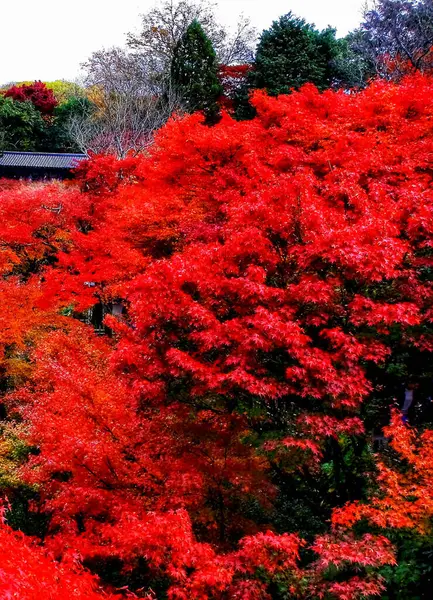 Gelbe Bäume Herbstpark — Stockfoto