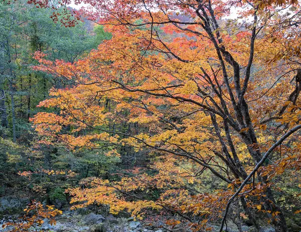 Естественная Сцена Осеннего Леса Дневное Время — стоковое фото