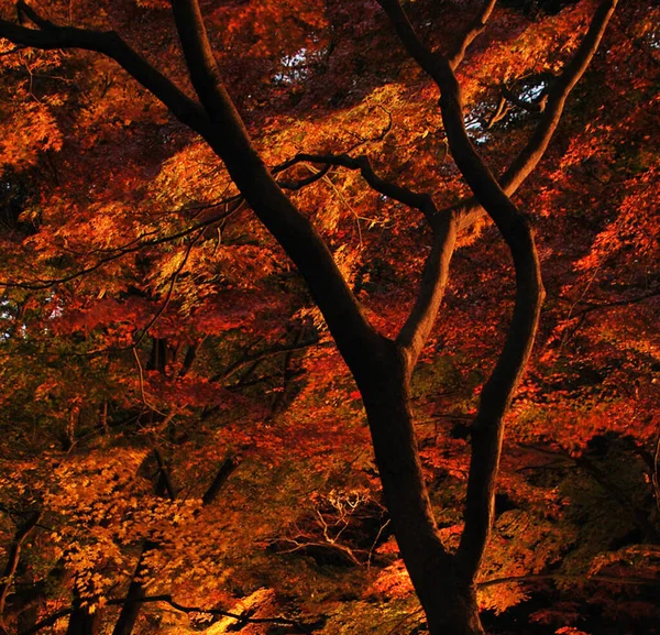 秋の公園で黄色の木 — ストック写真