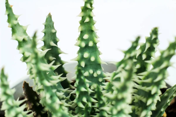 Aloe Humilis Plant White Background — стоковое фото