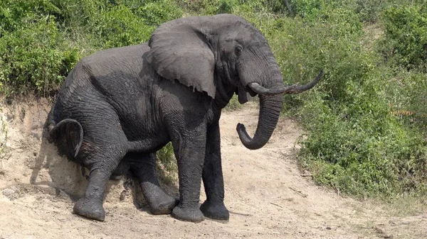 Afrikansk Elefant Loxodonta Africana — Stockfoto