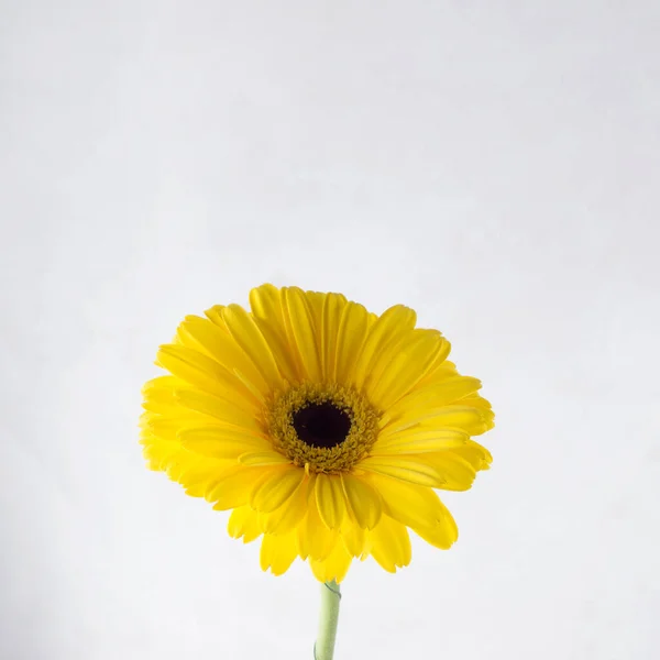Κίτρινη Ζέρμπερα Γκρι Φόντο Υψηλής Ποιότητας Φωτογραφία — Φωτογραφία Αρχείου
