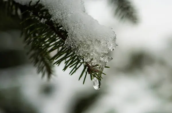 Закрыть Ветви Покрытые Снегом Время Рождества Холодный Тон — стоковое фото